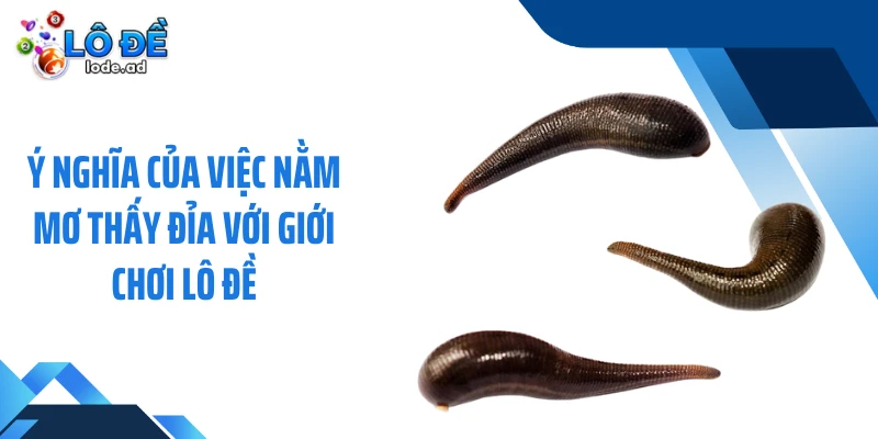 Ý nghĩa của việc nằm mơ thấy đỉa với giới chơi lô đề